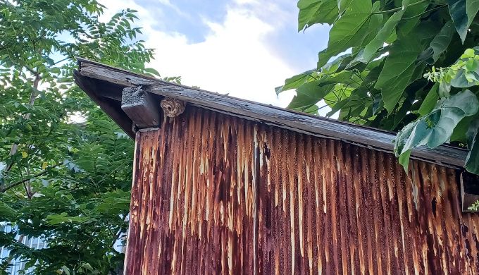 函館市内の屋外物置の軒下にできたスズメバチの巣。