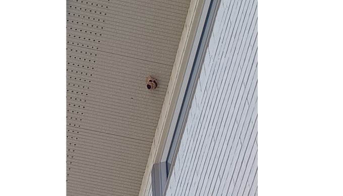 函館市白鳥町地内の住宅軒下のスズメバチの巣