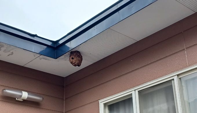 函館市のスズメバチの巣