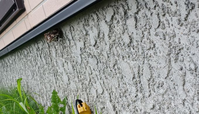 函館市内。低いところにできたアシナガバチの巣。